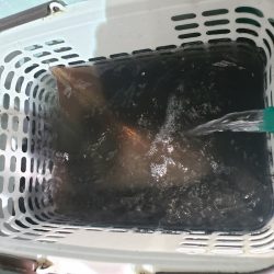 シーライオン 釣果