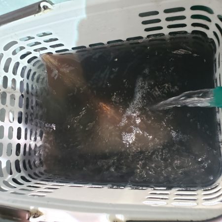 シーライオン 釣果