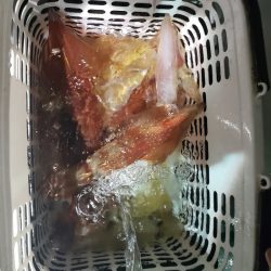 シーライオン 釣果