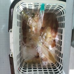 シーライオン 釣果