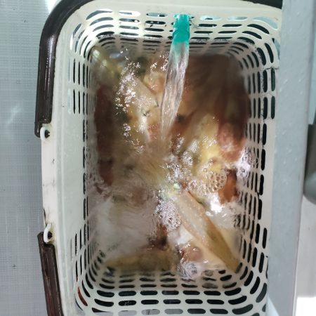 シーライオン 釣果