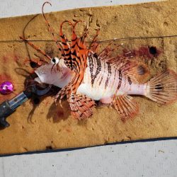 海季丸(みきまる) 釣果