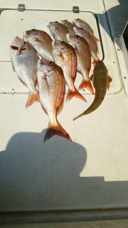 マリンガイド福丸 釣果