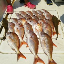 マリンガイド福丸 釣果