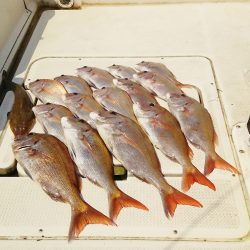 マリンガイド福丸 釣果