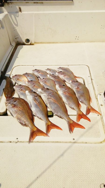 マリンガイド福丸 釣果