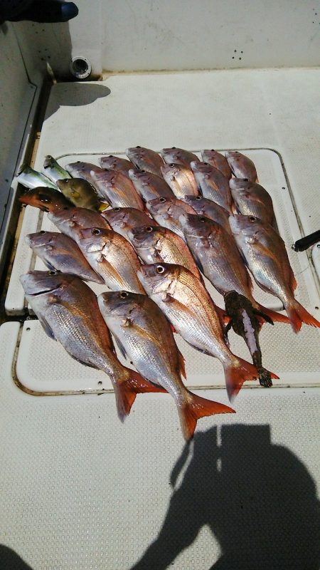 マリンガイド福丸 釣果