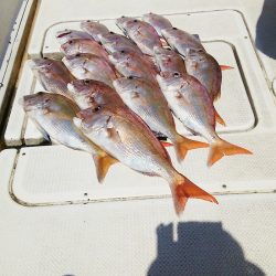 マリンガイド福丸 釣果