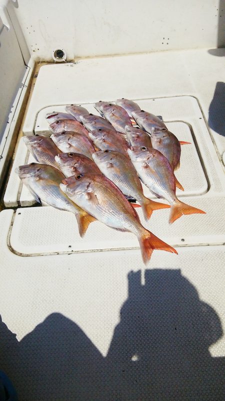 マリンガイド福丸 釣果