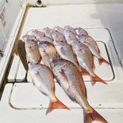 マリンガイド福丸 釣果