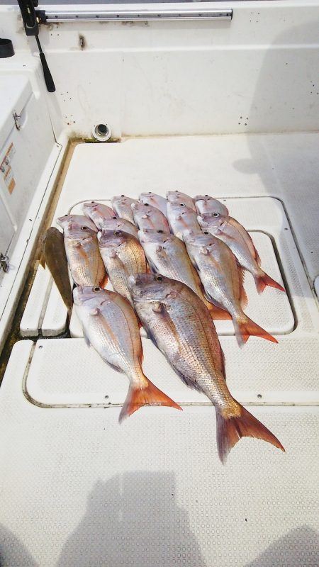 マリンガイド福丸 釣果