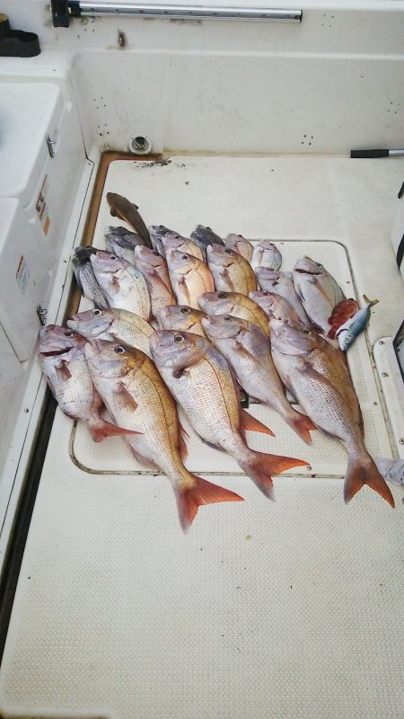 マリンガイド福丸 釣果