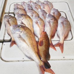 マリンガイド福丸 釣果