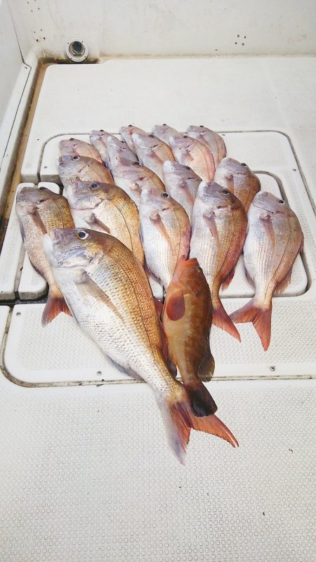 マリンガイド福丸 釣果