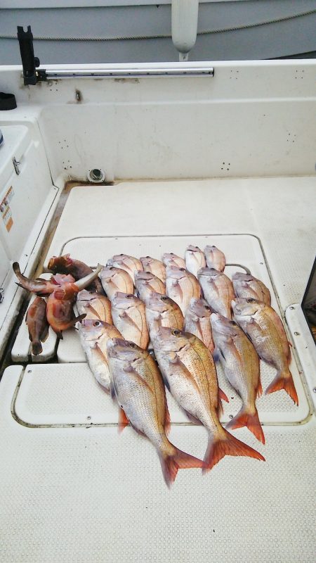 マリンガイド福丸 釣果