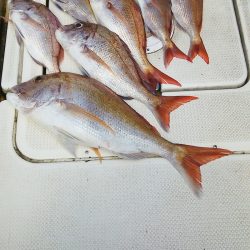 マリンガイド福丸 釣果