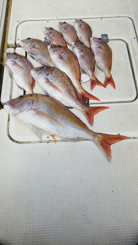 マリンガイド福丸 釣果