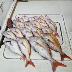 マリンガイド福丸 釣果