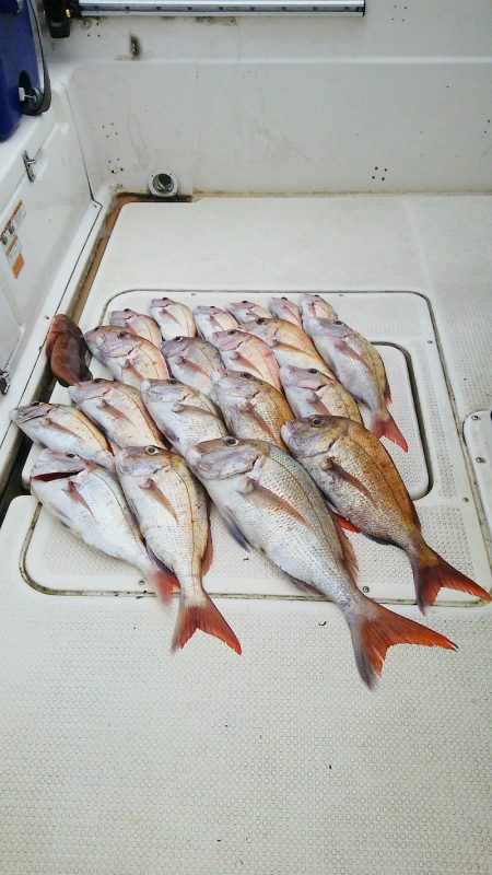 マリンガイド福丸 釣果