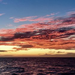 South Current 釣果