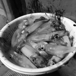 South Current 釣果