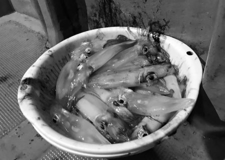 South Current 釣果