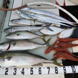 オーシャンスター(Ocean Star) 釣果