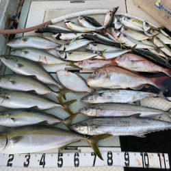 オーシャンスター(Ocean Star) 釣果