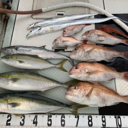 オーシャンスター(Ocean Star) 釣果