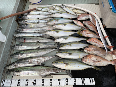 オーシャンスター(Ocean Star) …