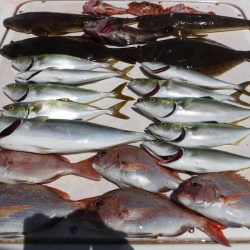 JDI Racing シールズマリンレジャー 釣果