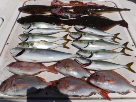 ＪＤＩ　Ｒａｃｉｎｇ　シールズマリンレジャ…