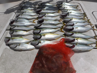 JDI Racing シールズマリンレジャー 釣果