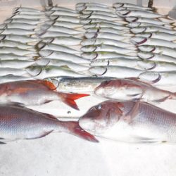 ＪＤＩ　Ｒａｃｉｎｇ　シールズマリンレジャー 釣果