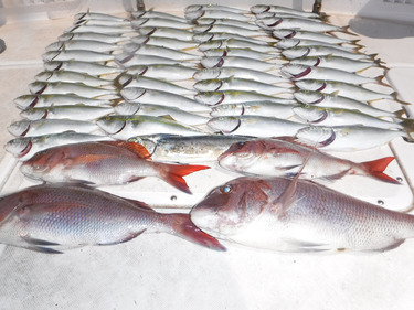 ＪＤＩ　Ｒａｃｉｎｇ　シールズマリンレジャ…