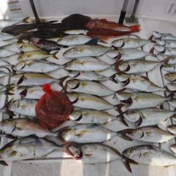 JDI Racing シールズマリンレジャー 釣果