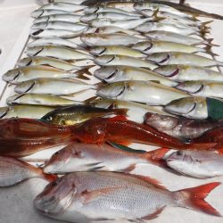 JDI Racing シールズマリンレジャー 釣果