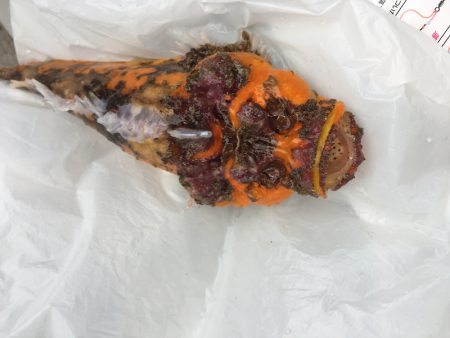 海季丸(みきまる) 釣果