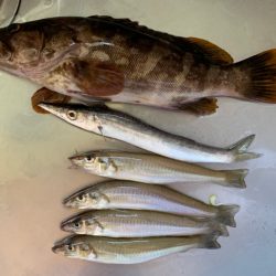 どんどん使いたくなるレイズ【シャウト（Shout!）レイズ　インプレッション】