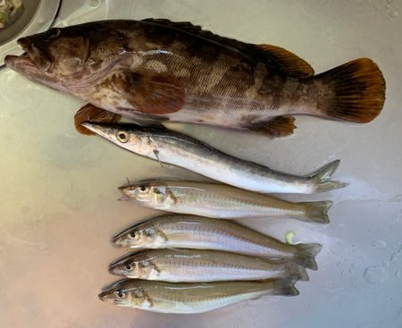 どんどん使いたくなるレイズ【シャウト（Shout!）レイズ　インプレッション】