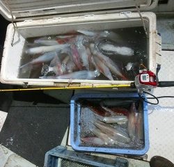 第二清洋丸 釣果