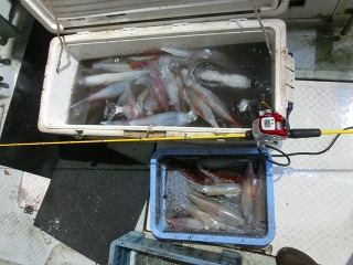 第二清洋丸 釣果