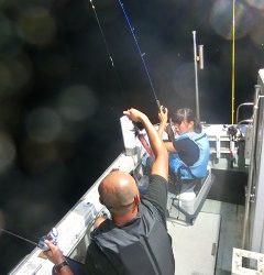 第二清洋丸 釣果