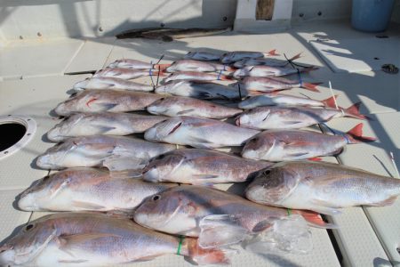 KIM Fishing Guide Ser…