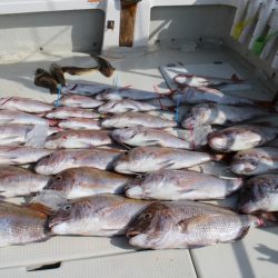 KIM Fishing Guide Service 釣果