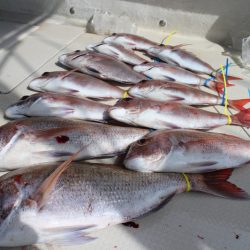 KIM Fishing Guide Service 釣果