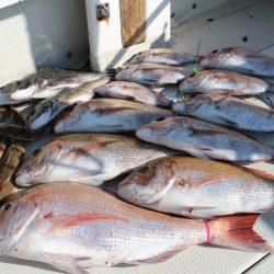 KIM Fishing Guide Service 釣果