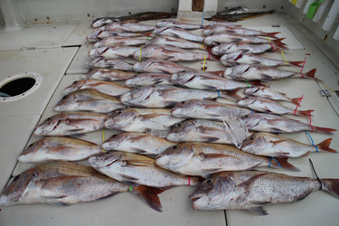 KIM Fishing Guide Ser…