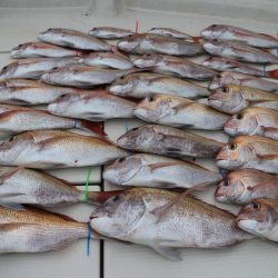 KIM Fishing Guide Service 釣果