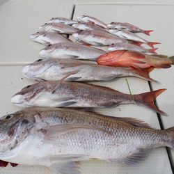 KIM Fishing Guide Service 釣果